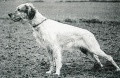 Setter Anglais ILA DEL DIANELLA